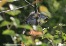 Γερακοτσιροβακος - Barred warbler - Sylvia nisoria