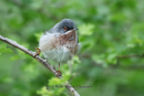 Κοκκινοτσιροβάκος - Subalpine warbler - Sylvia cantillans