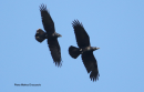 Κορακας - Raven - Corvus corax