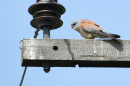 Κιρκινέζι - Lesser Kestrel - Falco naumanni