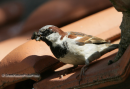 Σπιτοσπουργιτης - House sparrow - Passer domesticus