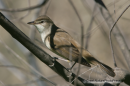 Τσιχλοποταμιδα - Great reed warbler - Acrocephalus arundinaceus