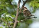 Δεντροσπουργιτης - Tree sparrow - Passer montanus