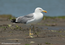 Ασημογλαρος - Yellow-legged gull - Larus cachinnans