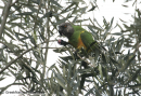 Παπαγαλος σενεγαλης - Senegal parrot - Poicephalus senegalus