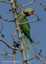 Πρασινος παπαγαλος(eupatria) - Alexandrine parakeet - Psittacula eupatria