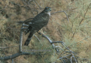 Ξεφτερι - Sparrowhawk - Accipiter nisus