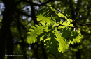 Δρυς πλατυφυλλη - Hungarian oak - Quercus frainetto