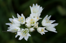 Allium Phthioticum - Allium Phthioticum - Allium Phthioticum