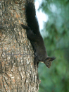 Βερβεριτσα - Red squirrel - Sciurus vulgaris