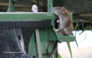 Αρουραιος - Brown rat - Rattus norvegicus