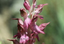 Anacamptis sancta - Holy orchid - Anacamptis sancta