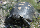Κρασπεδωτη χελωνα - Marginated tortoise - Testudo marginata