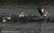 White pelican with cormorants at Kerkini lake