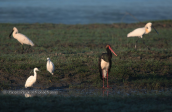 Black stork with little egrets and spoonbills