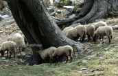 A flock of sheep at Kastanologos at the Ochi mountain