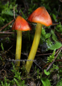 Hygrocybe conica at Parnitha mountain