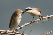 Red-backed shrike feeding its young