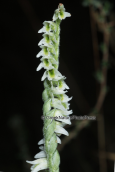 Orchid (Spiranthes spiralis) at Sounio