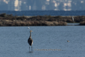 Common crane (juvenile) at Oropos lagoon