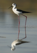 Black-winged stilt at Oropos lagoon