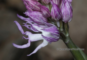 Orchid (Orchis italica) at Parnitha mountain