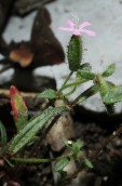 Calabrian soapwort (Saponaria calabrica) at Parnitha mountain