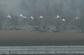 Mute swans at Kerkini lake