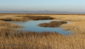 Image from Evros delta