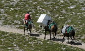 Mules carry supplies at the refuges of Olympus mountain