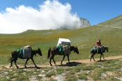 Mules carry supplies at the refuges of Olympus mountain