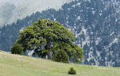 Pinus nigra at Ziria mountain