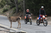 Red deers and humans at Parnitha mountain