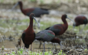 A flock of Glossy ibis at Oropos lagoon