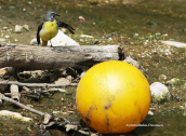 Grey wagtail (Motacilla cinerea) and yellow ball at Kifisos river (Attica)
