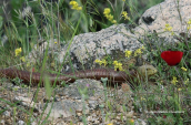 European glass lizard (Pseudopus apodus) at Kifisos river (Attica)