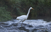 Great white egret (Egretta alba) at Kifisos river(Attica), Αργυροτσικνιας Great white egret Egretta alba, Αργυροτσικνιας Great white egret Egretta alba