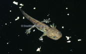 Larva of fire salamander at Dirfis mountain