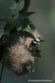 A penduline tit in its nest