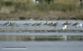 A flock of curlews
