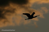 Spoonbill flying at the sunset