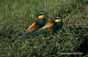 A pair of bee-eaters