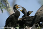 Young cormorants