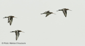 Black-tailed godwits (Limosa limosa) at Oropos lagoon