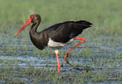 Black stork (Ciconia nigra) at Evros delta