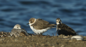 Little shore birds at Oropos lagoon