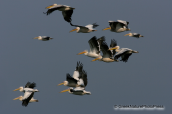 A flock of white pelicans flying