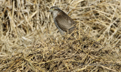Sparrowhawk at Aliakmonas river