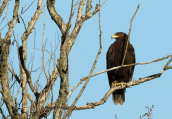 Greater spotted eagle (Aquila clanga) at Aliakmonas river