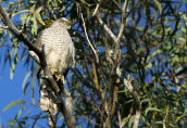 Sparrowhawk (Accipiter nisus) at Antonis Tritsis park at Athens